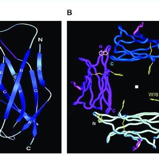 Structure of myelin protein zero. (A): Extracellular domain with ...