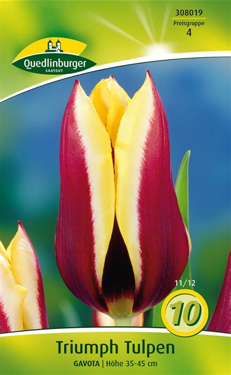 Triumph Tulpe Gavota St Ck Blumenzwiebeln Steckzwiebeln Kaufen