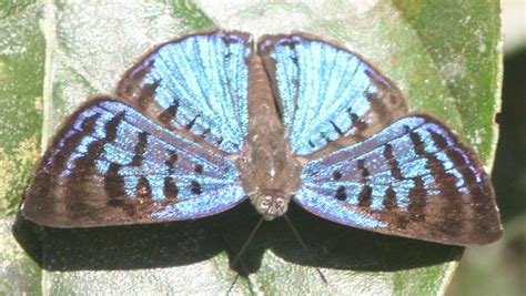 Periplacis Menander From Orito Putumayo Colombia On January 29 2024