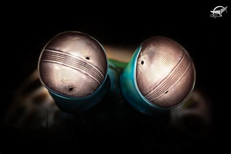 Close up of a mantis shrimp - Those eyes are crazy : r/scuba