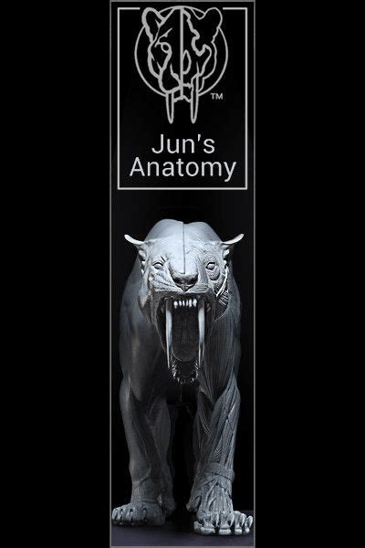 Artstation Smilodon Anatomy Model Jun Huang Smilodon Anatomy