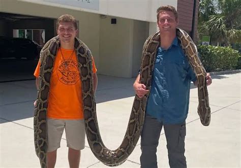 Capturan A La Pitón Birmana Más Grande De La Historia En Florida