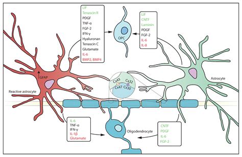 Oligodendrocytes Astrocytes