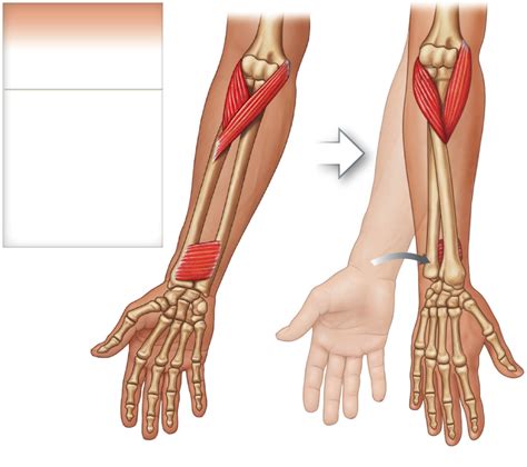 Supinator And Pronator Muscles