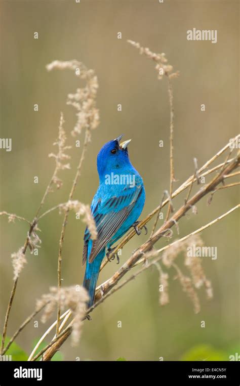 Male Indigo Bunting Singing In The Spring Stock Photo Alamy