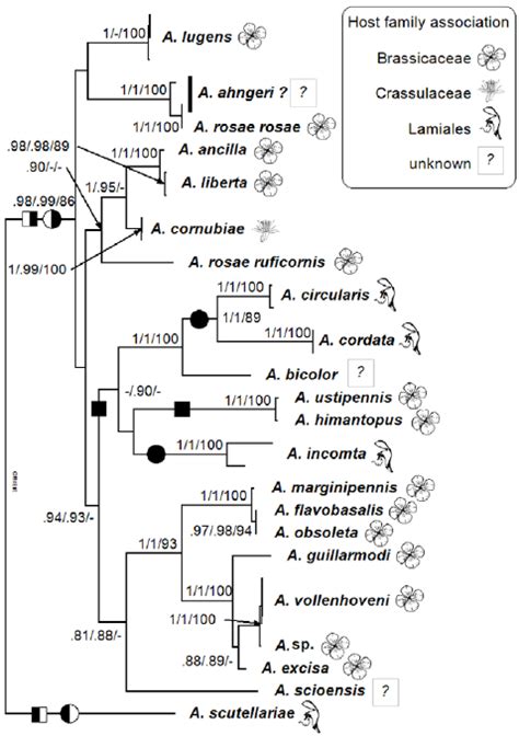 Bayesian Tree Of The Concatenated Data Set Showing Phylogenetic