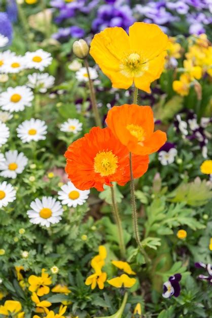 Flores Pequenas E Coloridas Em Um Jardim No Centro Da Coreia Do Sul Em