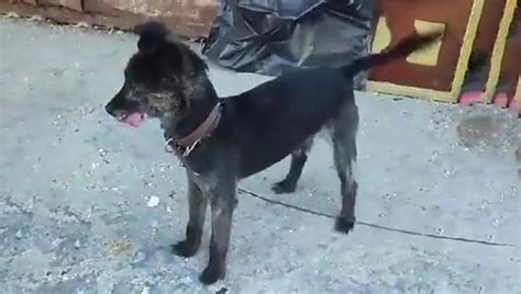 Cane Legato A Un Palo E Abbandonato Sotto Al Sole A Napoli Salvato Da