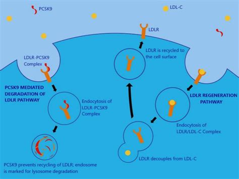 PCSK9 Inhibitors: Definition, List and Mechanism of Action - BOC Sciences