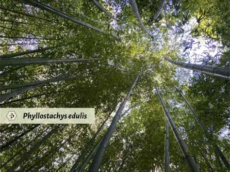 Phyllostachys Edulis Aka Moso The King Of Bamboo Bambu Batu