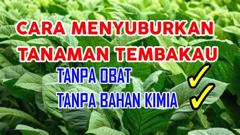 Cara Menyuburkan Tanaman Tembakau Tanpa Obat Tanpa Bahan Kimia Youtube