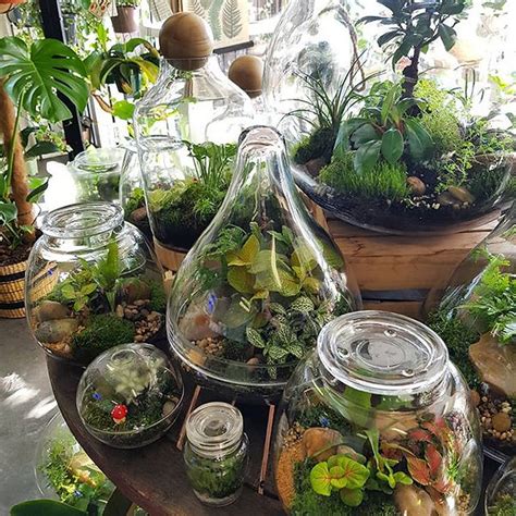 Terrarium Perth The Green Emporium