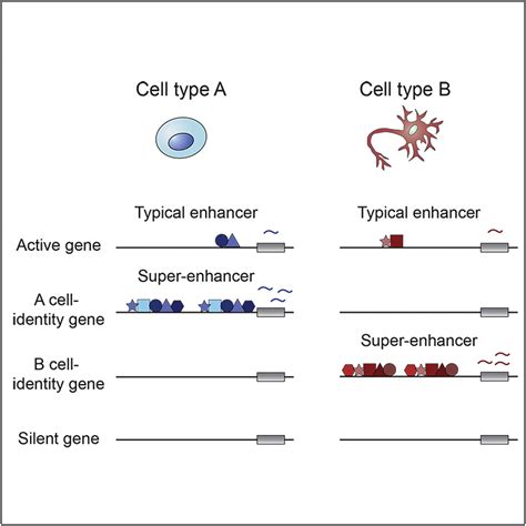 Master Transcription Factors And Mediator Establish Super Enhancers At