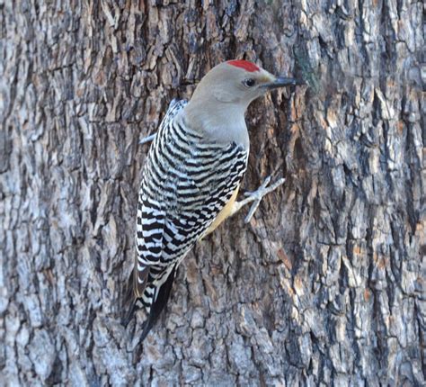 Insectivorous Western birds | Crystal Beach Local News, Get the latest ...