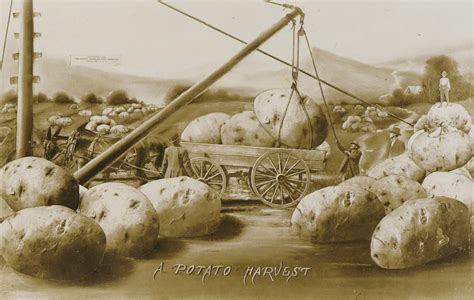 A Potato Harvest | Smithsonian Institution