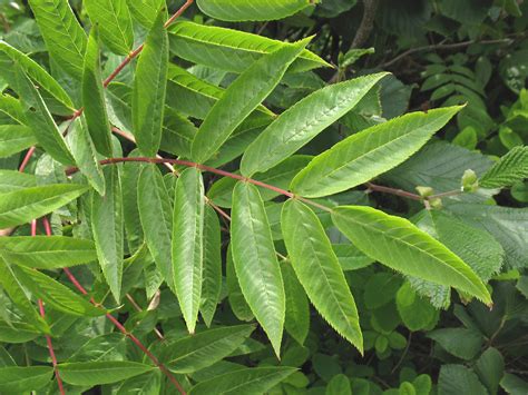 Sorbus americana - Alchetron, The Free Social Encyclopedia