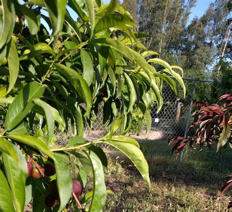 Dormant Spray Deciduous Fruit Trees Greg Alders Yard Posts