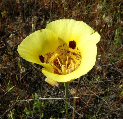 Calochortus luteus | Pacific Bulb Society