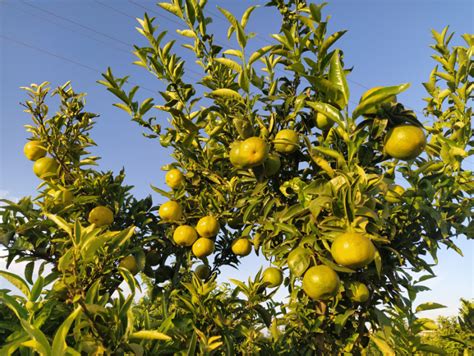 Nuevo Hachazo De Agroseguro Al Seguro De Los C Tricos Fruittoday