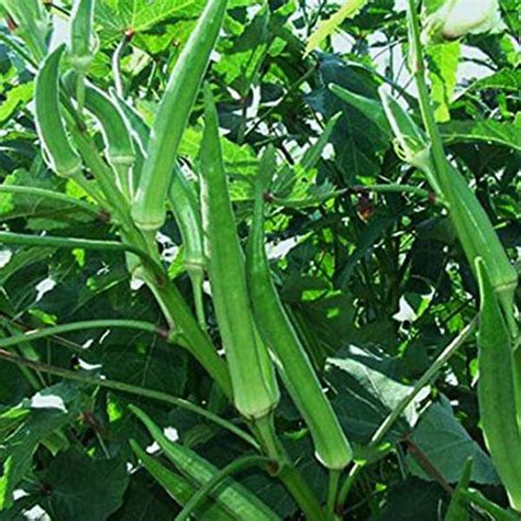 Buy 1 1 Free Okra Pusa Sawni Desi Vegetable Seeds Online From