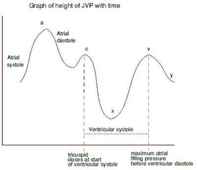 Jugular Venous Pressure Waveform | INA - ECG