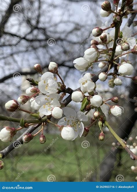 Apple Blossom Branch For Celebration Design Beautiful Floral