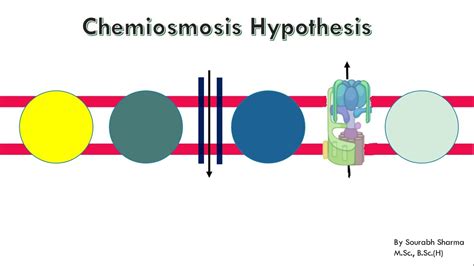 Chemiosmosis - YouTube