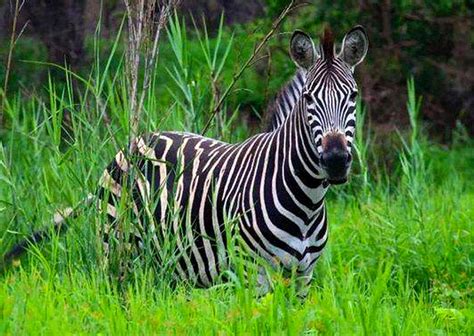 Day Lake Mburo Safari Boat Cruise Night Game Drive Uganda