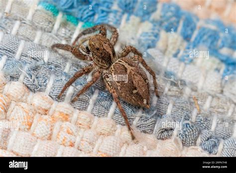 Plexippus Paykulli Female Pantropical Jumping Spider Stock Photo Alamy