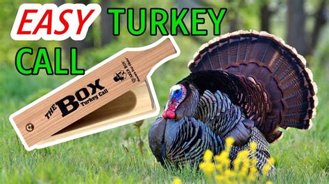 Using A Box Call Basic Turkey Calling Youtube