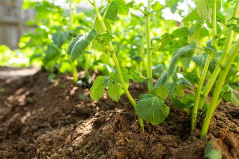 Potato Grow On Beds In Ground Stock Photo Image Of Field Closeup