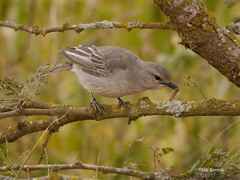 African Gray Flycatcher African Gray Ebird