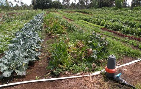 Example of drip irrigation applied to a variety of vegetable crops at ...