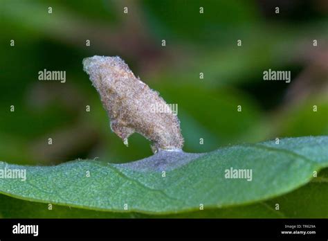 Case moth caterpillar hi-res stock photography and images - Alamy