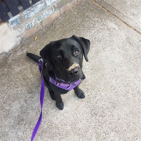 How much does your puppy weigh? | Page 72 | The Labrador Forum