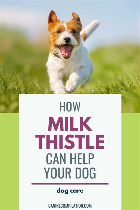 Milk Thistle For Dogs - How It Can Help Your Dog - Canine Compilation