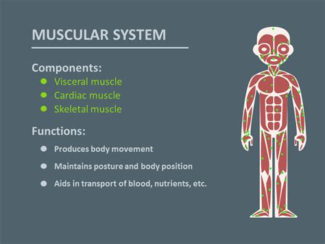 The Muscles And Their Functions Are Labeled In This Diagram