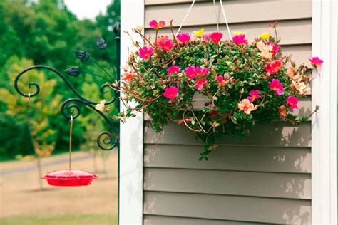 Como Plantar Flor Onze Horas Em Vaso Passo A Passo Mundo Ecologia