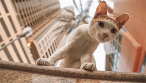 What Is High Rise Syndrome In Cats Why Does It Happen Cattime