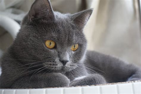 Wie Alt Kann Eine Britisch Kurzhaar Katze Werden Miautastisch De