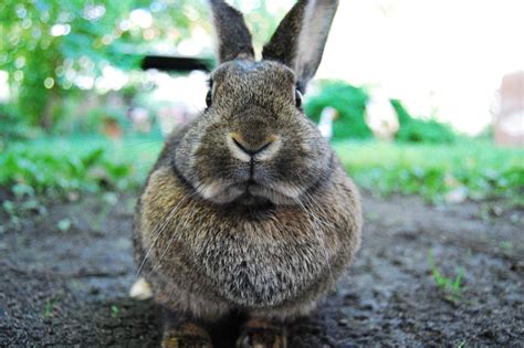 Rabbits Down Under | amomentofscience - Indiana Public Media