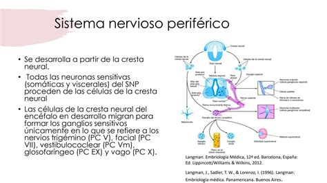 Solution Desarrollo Del Sistema Nervioso Perif Rico Y El Sentido