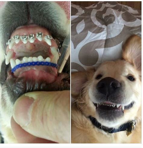 Do Dog Braces Exist