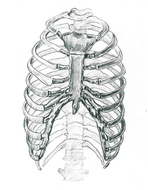 Rib Cage Drawings Habongwydion