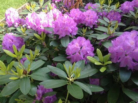 Purple Rhododendron - gorgeous! | Rhododendron, Bloom, Bush