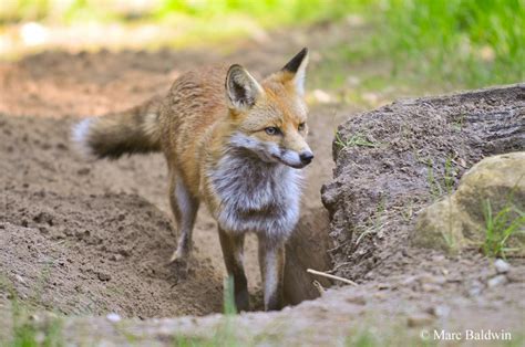 Red Fox Densearths And Resting Sites Wildlife Online