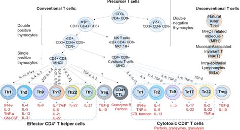 Schematic Overview Of The Conventional And Unconventional Tcell