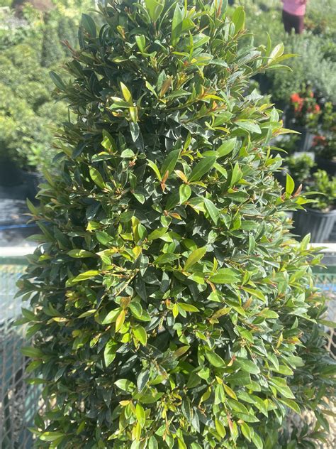 Eugenia Myrtifolia Topiary Pom Pom Inch Pot Mass Cane Water