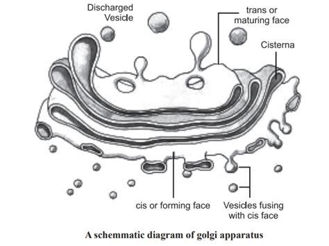 Golgi Apparatus And Its Functions