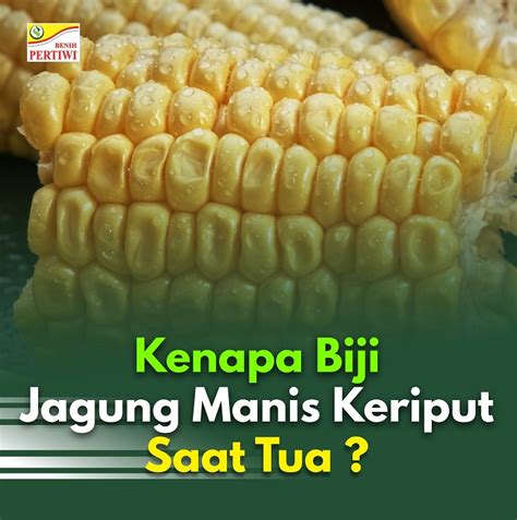 Kenapa Biji Jagung Manis Keriput Saat Tua BENIH PERTIWI